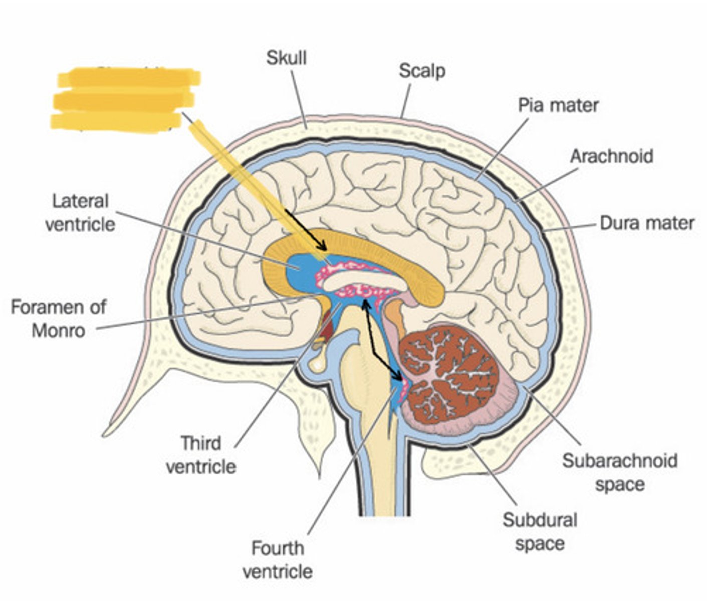 knowt flashcard image