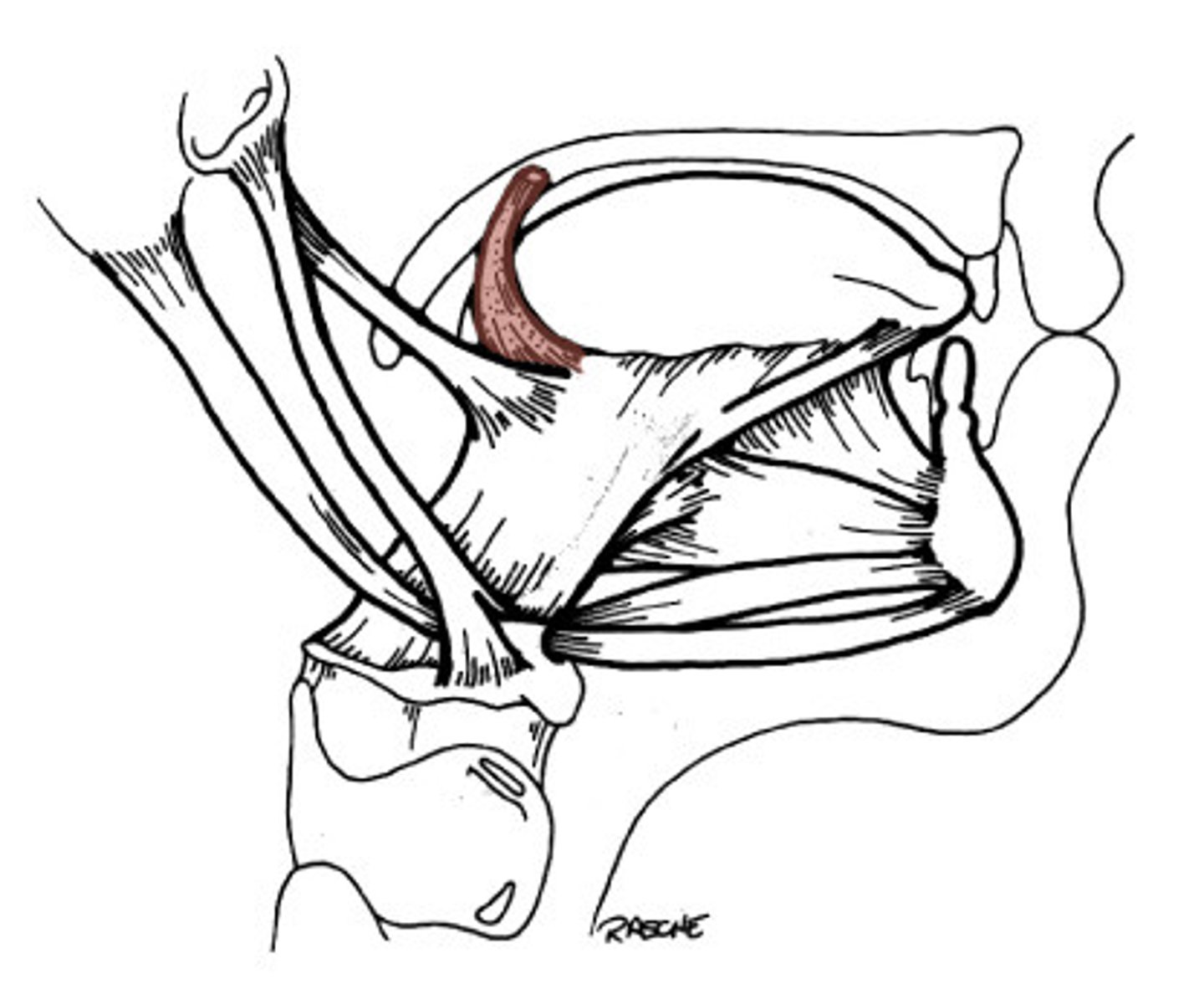 <p>elevates posterior part of tongue</p>