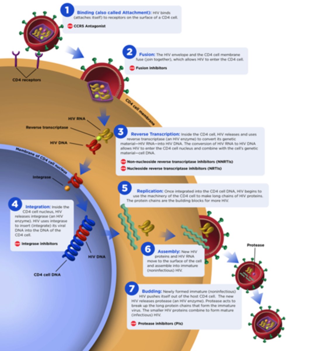 <p>1. HIV gp120 docking protein binds to CD4 co-receptor on Tₕ cells</p><p>• HIV fuses w/ cell membrane &amp; releases ssRNA into host cell</p><p>2: reverse transcriptase copies viral ssRNA to make dsDNA</p><p>3: viral DNA is transported into nucleus</p><p>• integrase inserts viral DNA into host DNA</p><p>4: transcription and translation of viral envelope protein gp160</p><p>• transcription of viral DNA into RNA to be used as new virus genome</p><p>• translation of RNA to make new viral polyprotein</p><p>: viral envelope protein gp160 passes through secretory pathway where it is cleaved to form</p><p>gp120 + gp41</p><p>6: viral envelope proteins are incorporated into host cell membrane</p><p>7: new viral RNA and polyprotein move to cell surface and new immature HIV virion forms by</p><p>budding from cell membrane</p><p>8: virus matures when HIV protease cleaves individual HIV proteins and enzymes from polyprotein</p><p>• virus is now infectious</p>