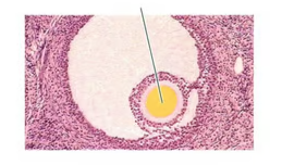 <p><span>The oocyte is ovulated still surrounded by a glycoprotein layer called the…</span></p>