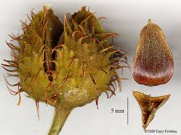 <p>Beechnut, <span>a triangular nut enclosed in a woody involucre with weak</span><br><span>unbranched spines.</span></p>