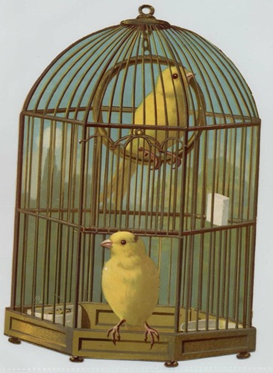 <p>the parakeet's cage</p>