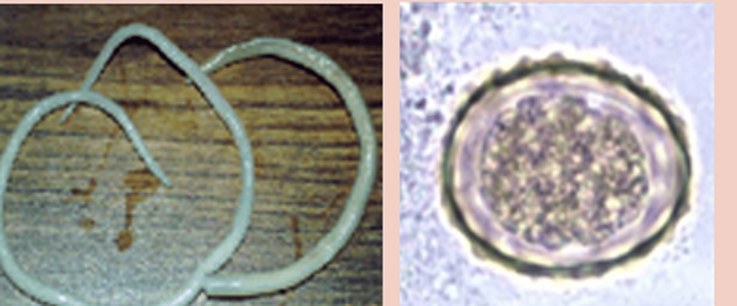 <p>larage porcine roundworm. Eggs appear roun d+ has a pink middle</p>