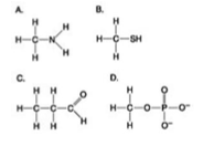 <p>47) Use the figures to answer the question.</p><p class="p1">Which molecule can be a result of mercaptoethanol reduction of a disulfide bridge?</p><p class="p1">A) A</p><p class="p1">B) B</p><p class="p1">C) C</p><p class="p1">D) D</p>