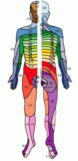 <ul><li><p>C2-C4: neck</p></li><li><p>C5-T2: upper extremity</p></li><li><p>C4-L1: trunk</p></li><li><p>L1-S4: lower extremity</p></li><li><p>S3-coccygeal nerve: perineum</p></li></ul>