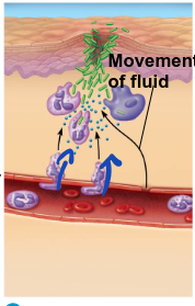 <p>antimicrobial peptides enter tissue. neutrophils are recruited </p>