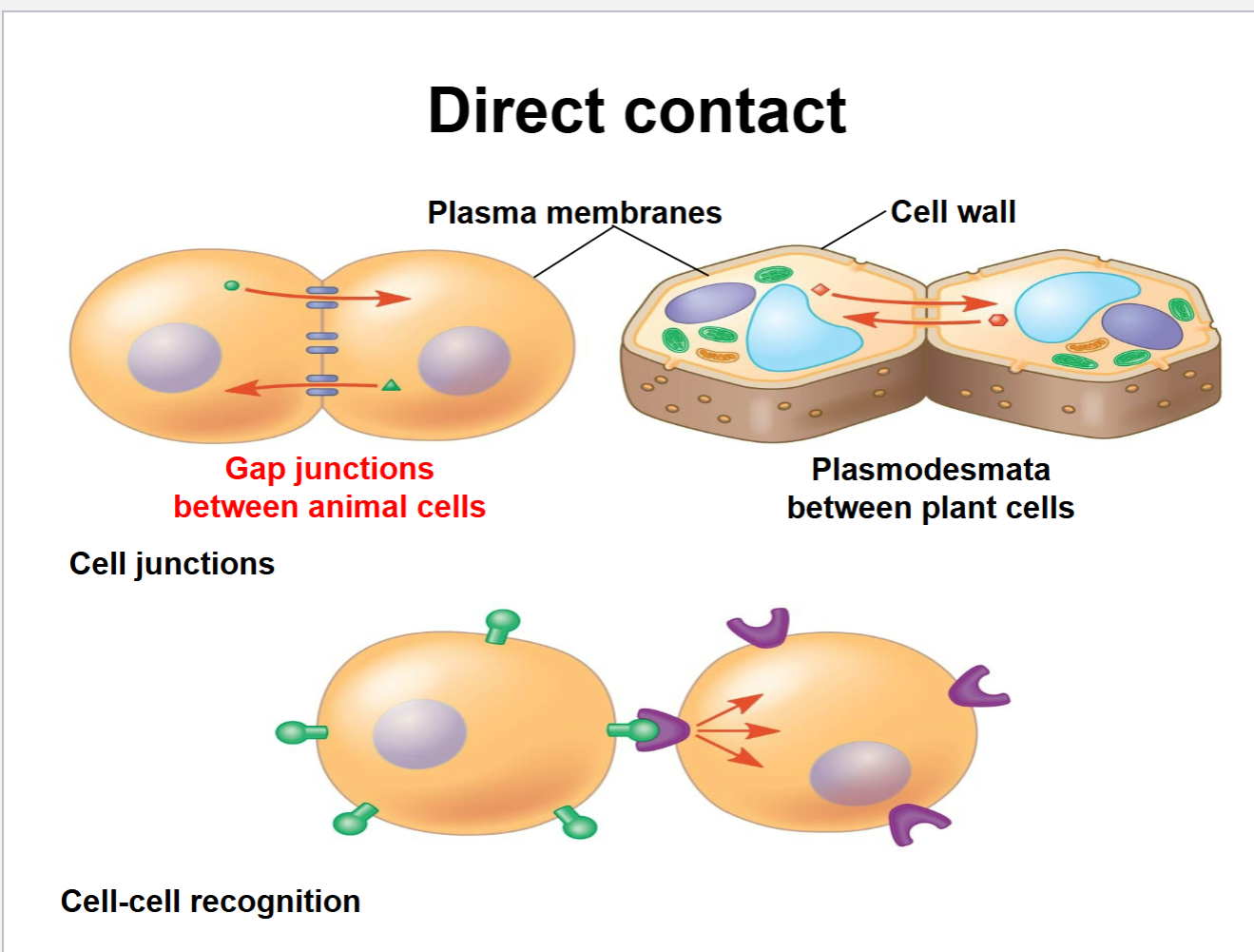 <ul><li><p class="Paragraph SCXO259168547 BCX0" style="text-align: left;"><span style="background-color: inherit; line-height: 23px;"><span>Adjacent cells forming direct connections between one another.</span></span><span style="line-height: 23px;"><span> </span></span></p></li><li><p class="Paragraph SCXO259168547 BCX0" style="text-align: left;"><span style="background-color: inherit; line-height: 23px;"><span> Example: gap junction in animal cells- pores between two cells where molecules can pass through</span></span><span style="line-height: 23px;"><span> </span></span></p></li></ul><p></p>