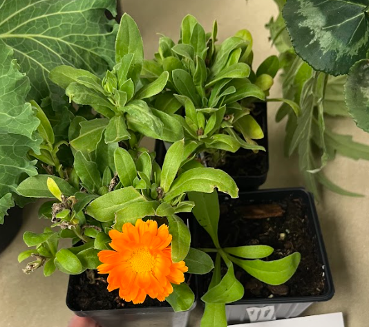 <ul><li><p>orange or yellow flower</p><ul><li><p>sometimes a mix</p></li></ul></li><li><p>simplified flower or constant spiral</p></li></ul><p></p>