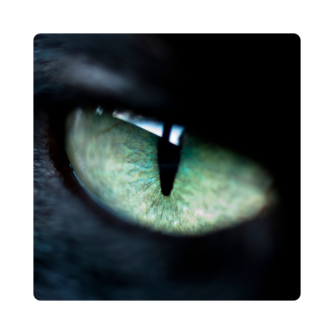 <p><span>An owl has big, round </span><strong>eyes</strong><span> that help it see in the dark.</span></p>