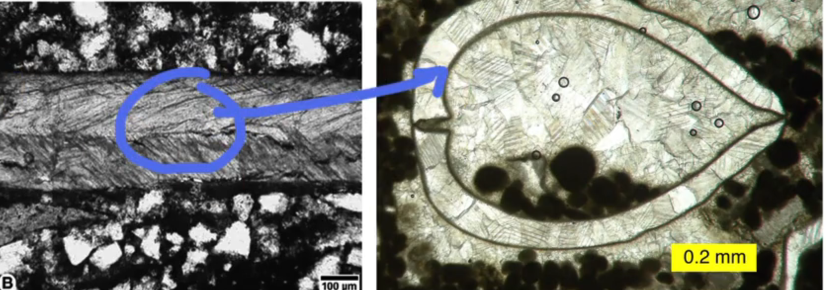 <p>crystal orientation of grain is changed, but mineral composition stays same</p><p>→ result of solution + reprecipitation of mineral phase present</p><p>→ no pore change</p>