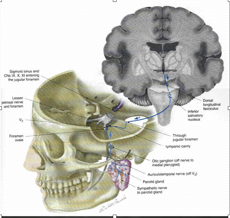 <p>innervates parotid gland</p>