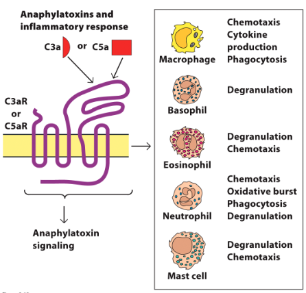 <p>Binds to C3aR/C5aR on granulocytes:</p><ul><li><p>Stimulates release of proinflammatory cytokines and</p></li></ul><p>granule components from basophils, eosinophils, neutrophils, mast cells</p>