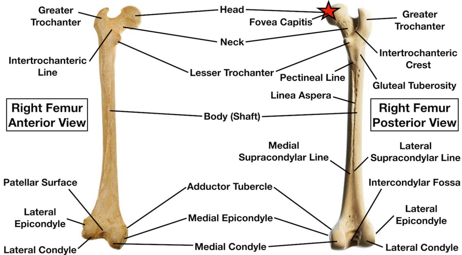 <p>Medial and lateral supracondylar ridge, linea aspera, gluteal tuberosity, shaft</p>