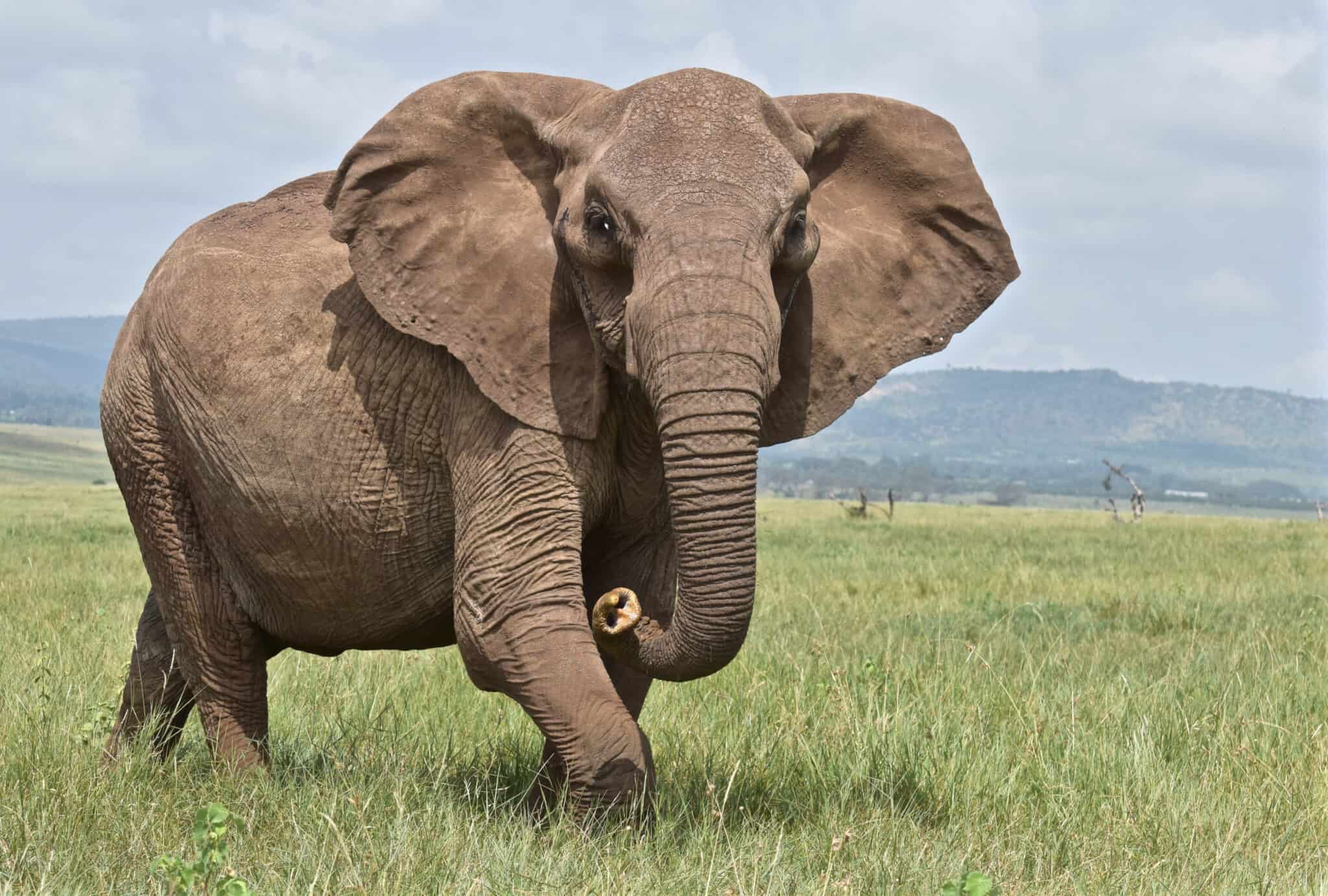 <p>African Elephant</p>