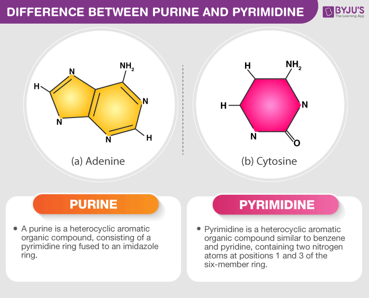<p>Purines are nitrogenous bases characterized by a two-ring structure, including adenine and guanine, while pyrimidines are single-ring bases, including cytosine, thymine, and uracil. </p>