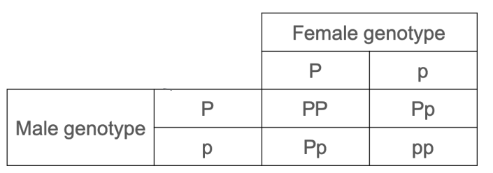 <p>75% chance of normal phenotype<br>25% chance of PKU phenotype</p>