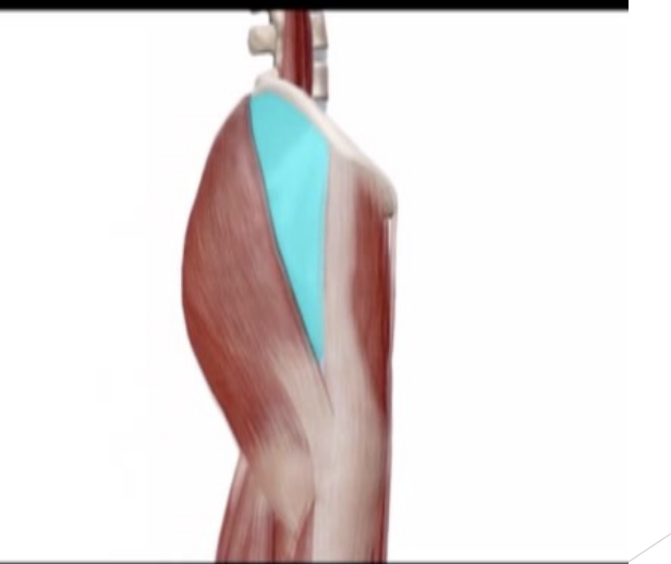 <p>Hip Internal Rotators</p>
