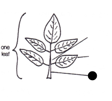 <p>Part of leaf?</p>
