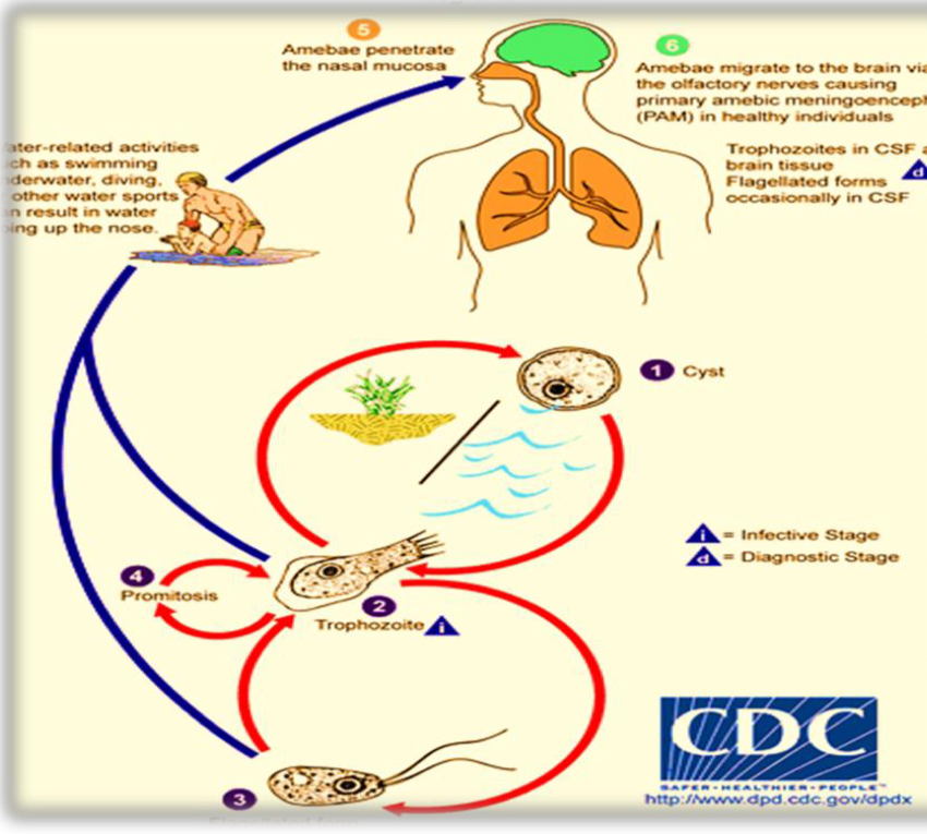 <p>Life cycle?</p>