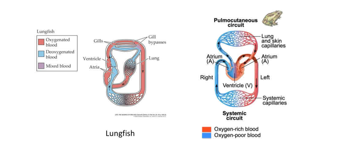 <ul><li><p>Skeletal structure</p></li><li><p>Structure of circulatory system</p></li></ul>