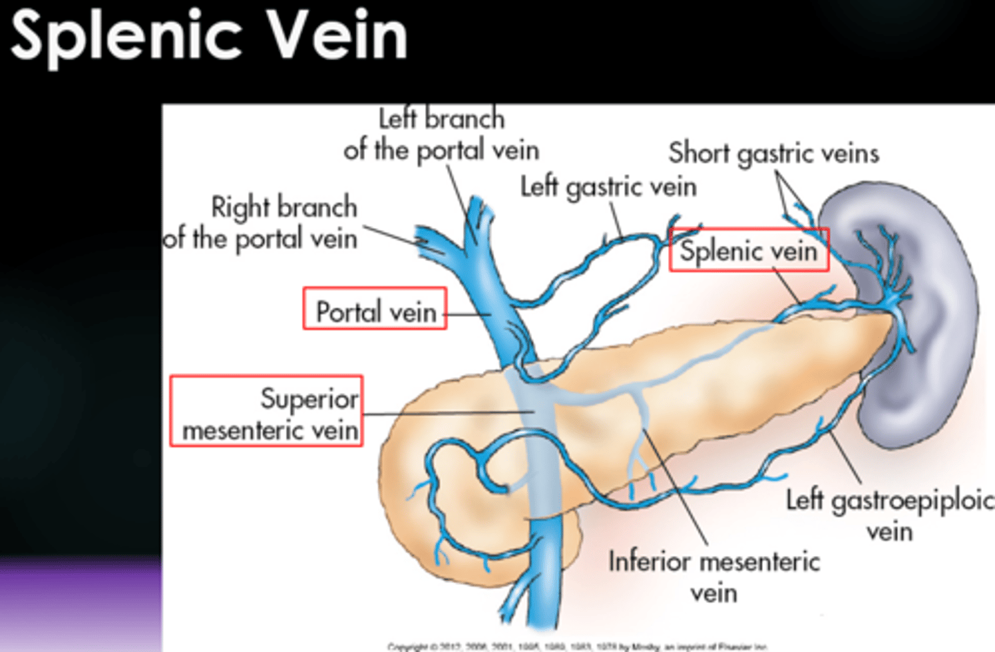 <p>hepatic portal vein</p>