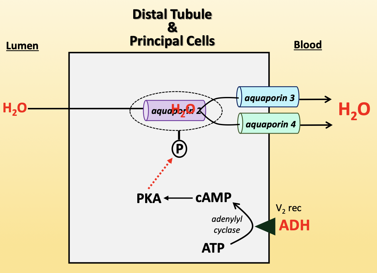 <p>increases water reabsorption in kidneys</p><ul><li><p>ADH binds V<sub>2</sub> receptor on basolateral membrane</p><ul><li><p>activates adenyl cyclase to convert ATP to cAMP</p></li><li><p>cAMP activates PKA</p></li><li><p>PKA phosphorylates aquaporin-2 vesicle, allowing aquaporin-2 to insert into apical membrane</p></li></ul></li><li><p>aquaporin-3/4 (basolateral) → constitutively present</p></li><li><p>increases activity of NCC, ENaC, Na<sup>+</sup>/K<sup>+</sup>-ATPase</p></li><li><p>released from posterior pituitary</p><ul><li><p>sensed by baroreceptors during volume depletion</p></li><li><p>sensed by osmoreceptors when plasma osmolarity increases</p></li></ul></li></ul><p></p>