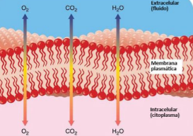 <p>El transporte pasivo ocurre sin gasto de energía metabólica?</p>