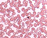 <ol><li><p>Tissue Type</p></li><li><p>Locations found</p></li><li><p>location specific functions</p></li><li><p>what is the ECM called?</p></li><li><p>Identify WBC,RBC, and Platelets</p></li></ol><p></p>