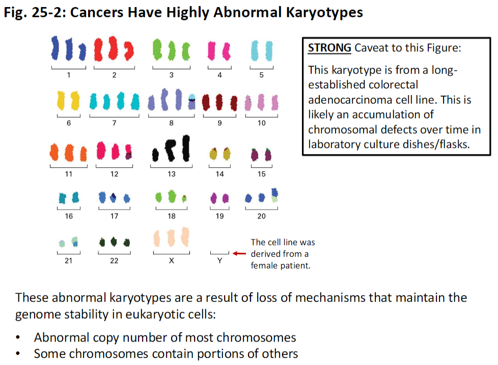 <p><strong>Abnormal Karyotypes</strong><br> Cancer cells often exhibit <strong>highly abnormal karyotypes</strong> due to <strong>loss of genome stability mechanisms</strong></p><p><strong>Characteristics</strong><br> <strong>Abnormal copy number</strong> of most chromosomes<br> Some chromosomes contain <strong>portions of other chromosomes</strong></p><p><strong>Caveat</strong><br> The figure shown is from a <strong>long-established colorectal adenocarcinoma cell line</strong><br> Many chromosomal defects may have <strong>accumulated over time in culture</strong><br> The original cell line was <strong>derived from a female patient</strong></p>