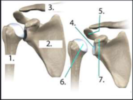 <p>Joints and bones of shoulder</p>
