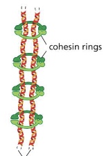 <p>protein complex that holds sister chromatids together after DNA has been replicated in the cell cycle</p>