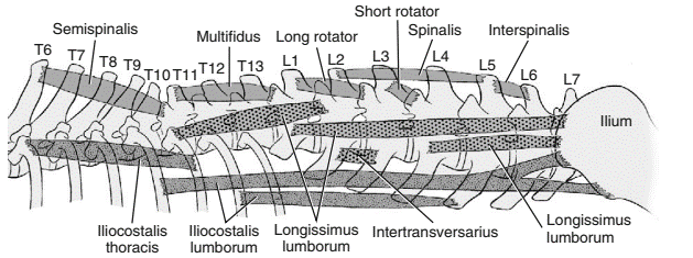 <p>epaxial muscles</p>