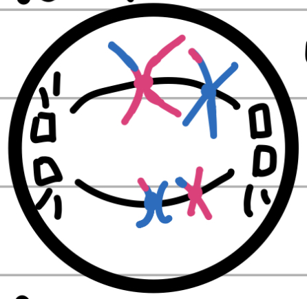 <p>Middle</p><ul><li><p>spindle fibres grab onto chromosomes</p></li><li><p>Chromosomes get lined up</p></li><li><p>Nuclear membrane is gone</p></li></ul>