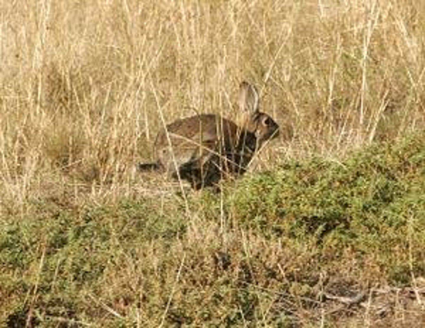 <p>Establishment of a species in a new habitat.</p>