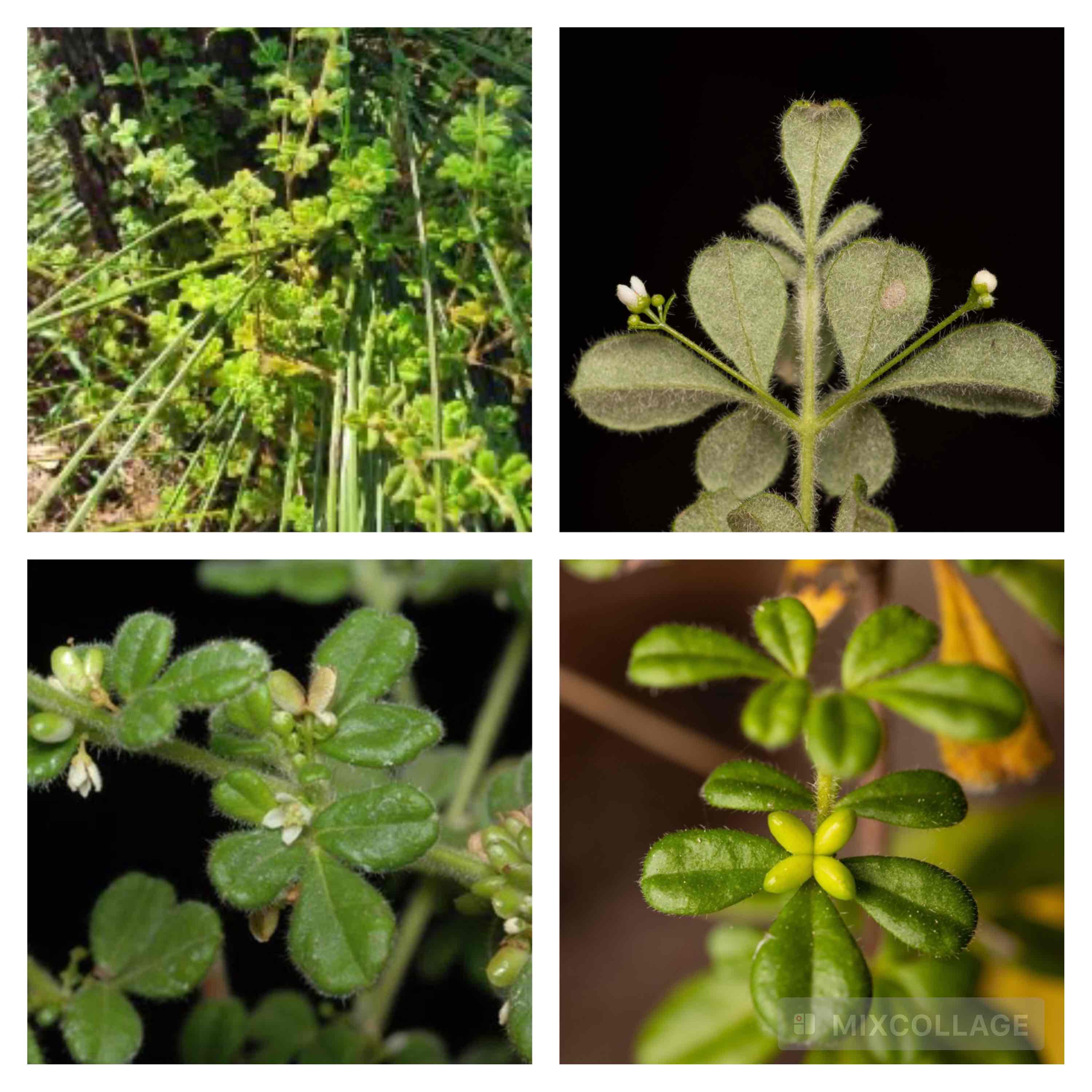 <p>Sand fly bush</p>