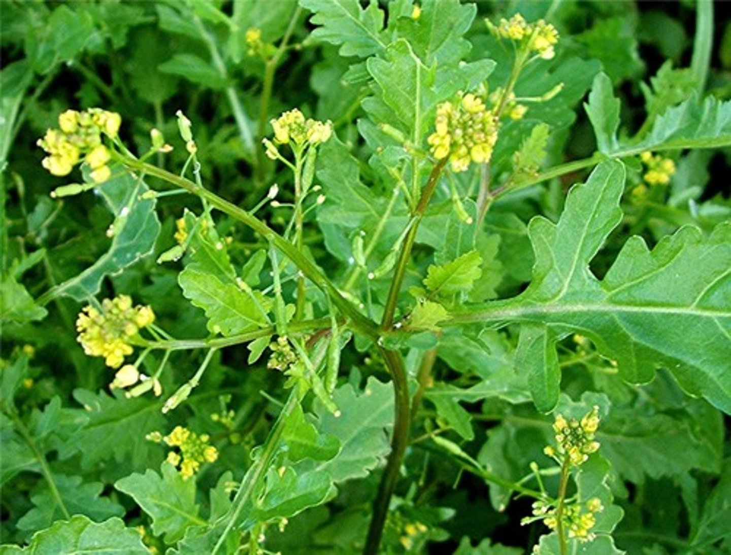 <p>welke plant</p>