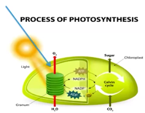 <p>Photosynthesis </p>