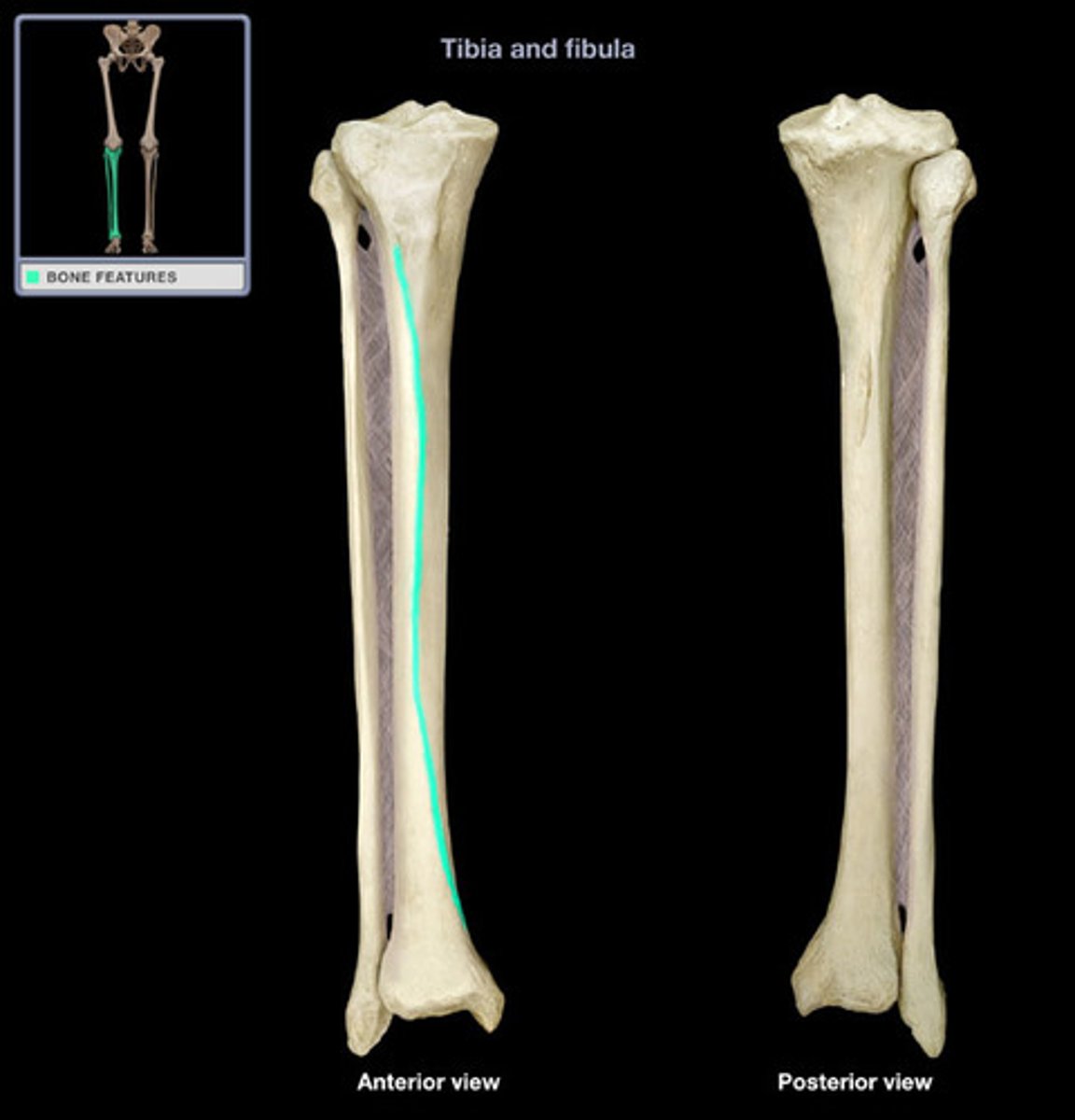 <p>sharp ridge of bone easily palpated because it is close to the surface</p>