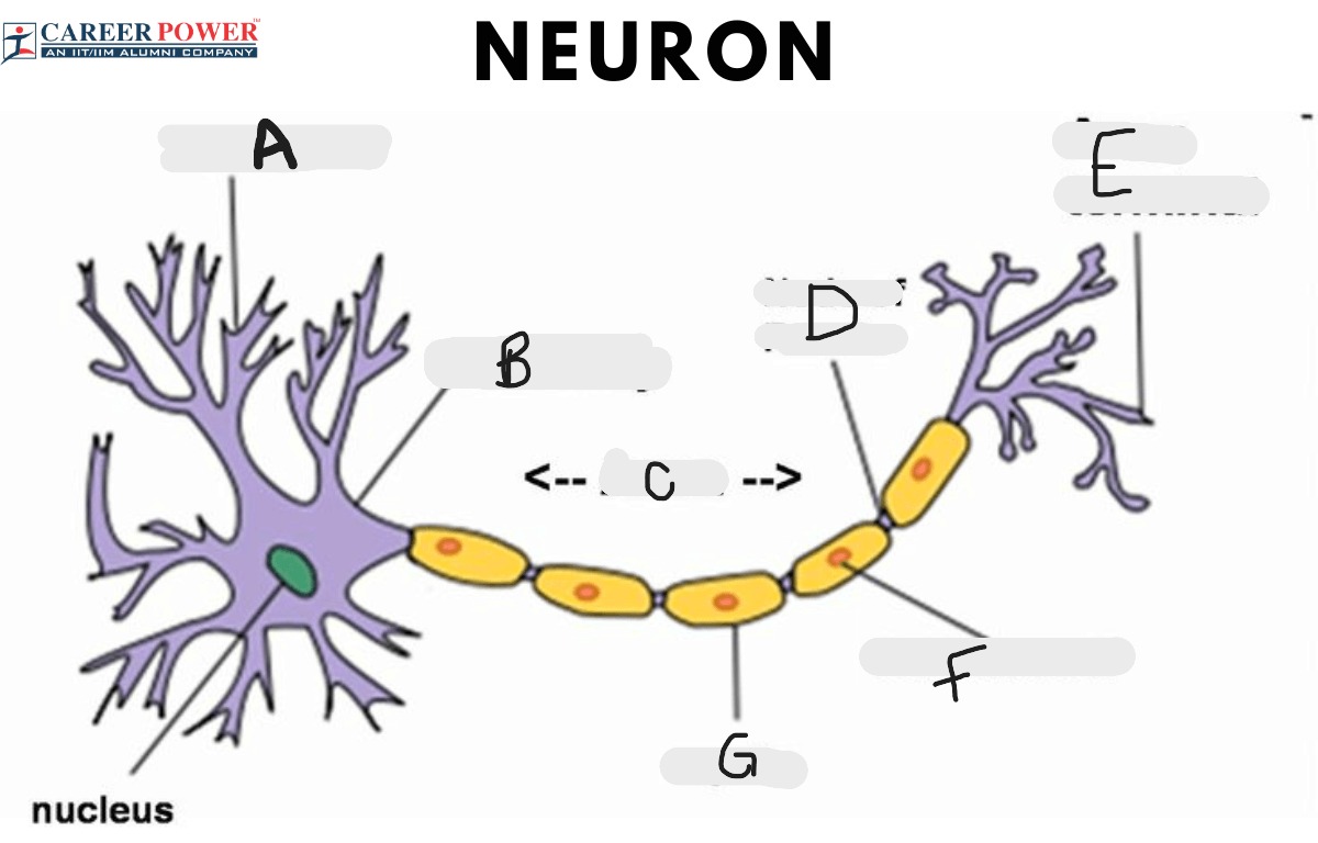 <p>What part is G?</p>