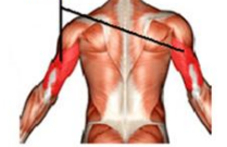 <p>Only muscle on posterior humerus; extends forearm and known as the “boxer’s muscle.”</p>