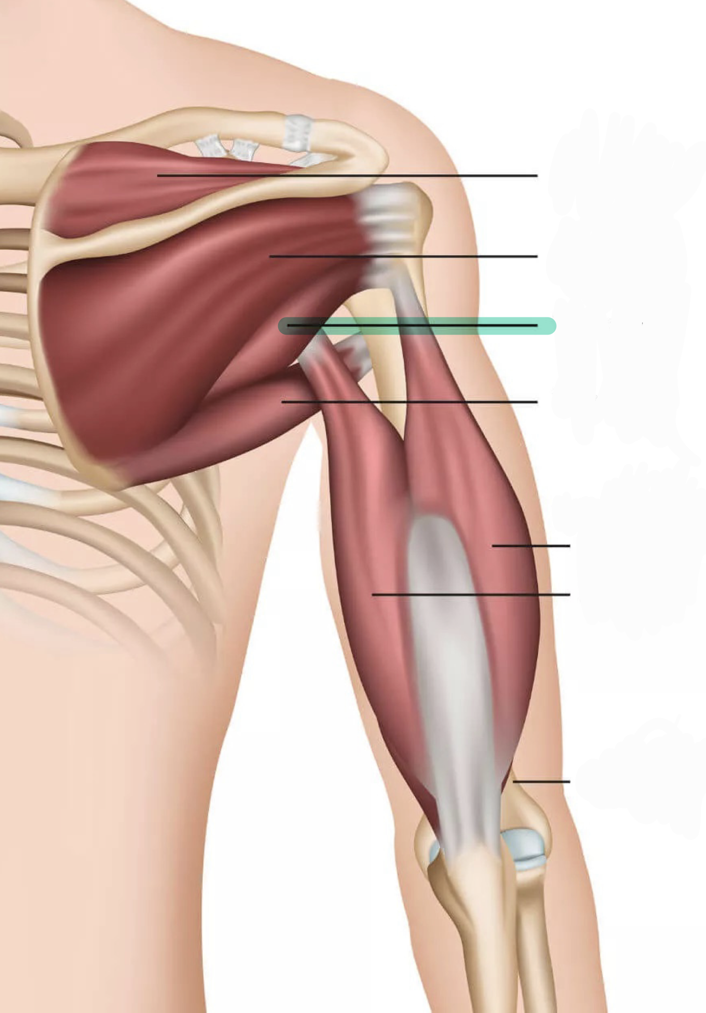 <p>Lateral (external) rotation of humerus</p>