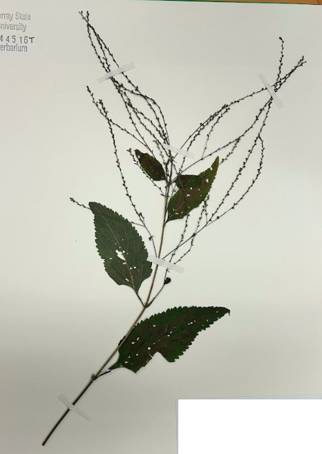 <p>Family + Genus</p>