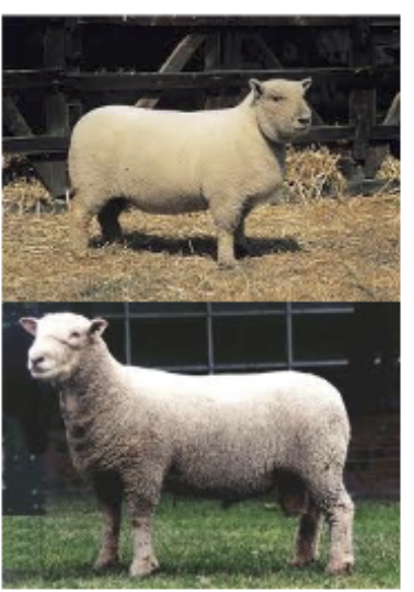 <p>lost only 3 national carcass shows, high cutability carcass, heritage breed</p>