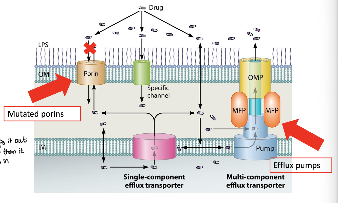 <ul><li><p>mutations can alter the tranproter/porins which are structures that can limit drug entry</p></li><li><p>Pumping drugs through efflux pumps whic tend to remove diverse classes of drugs and contribute to multidrug resistance</p></li></ul><p></p>