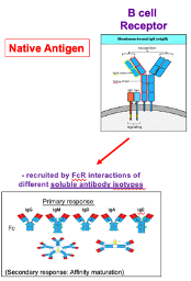<ul><li><p class=""><strong>Fab region</strong> contains <strong>immunoglobulin folds</strong> and recognises <strong>native, unprocessed antigens</strong>.</p></li><li><p class="">Upon activation, the receptor becomes a <strong>soluble antibody</strong> that binds the antigen.</p></li><li><p class="">The <strong>Fc region</strong> mediates <strong>effector functions</strong> via interactions with <strong>Fc receptors (FcRs)</strong> on other immune cells.</p></li><li><p class="">Different <strong>antibody isotypes</strong> (e.g., IgG, IgA) engage different effector mechanisms through the Fc region.</p></li></ul><p></p>