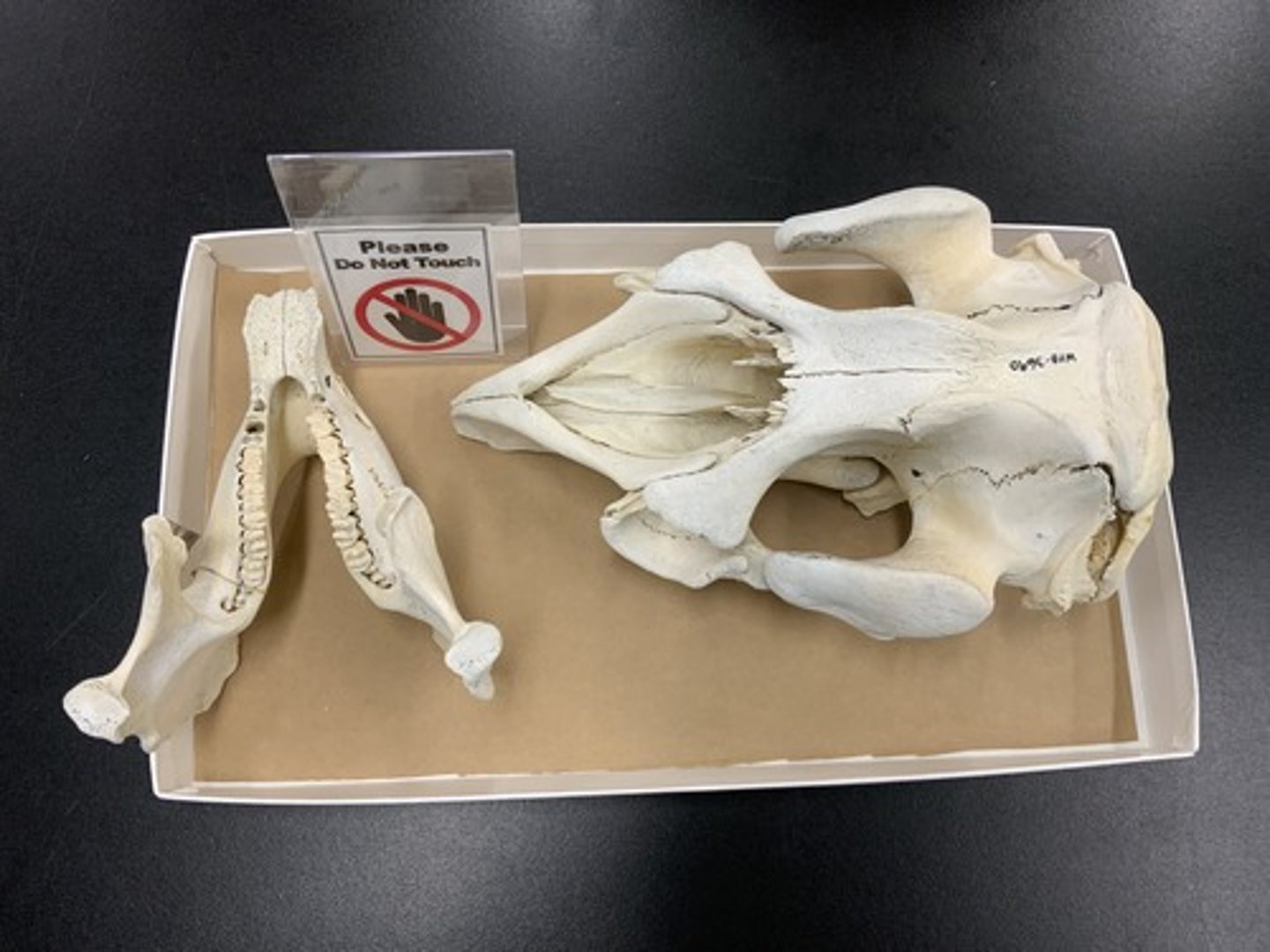 <p>Family, Order, Infraclass, Subclass</p><p>-prominent, robust, incomplete zygomatic arch</p><p>-wide anterior opening on dorsal side</p>