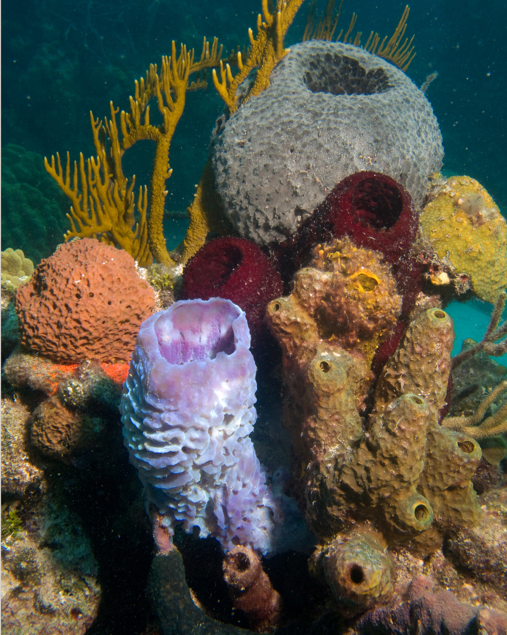 <p>Identify the class of these sponges (hint: they’re all in the same class) (hint 2: it is the most diverse class of sponges by FAR)</p>