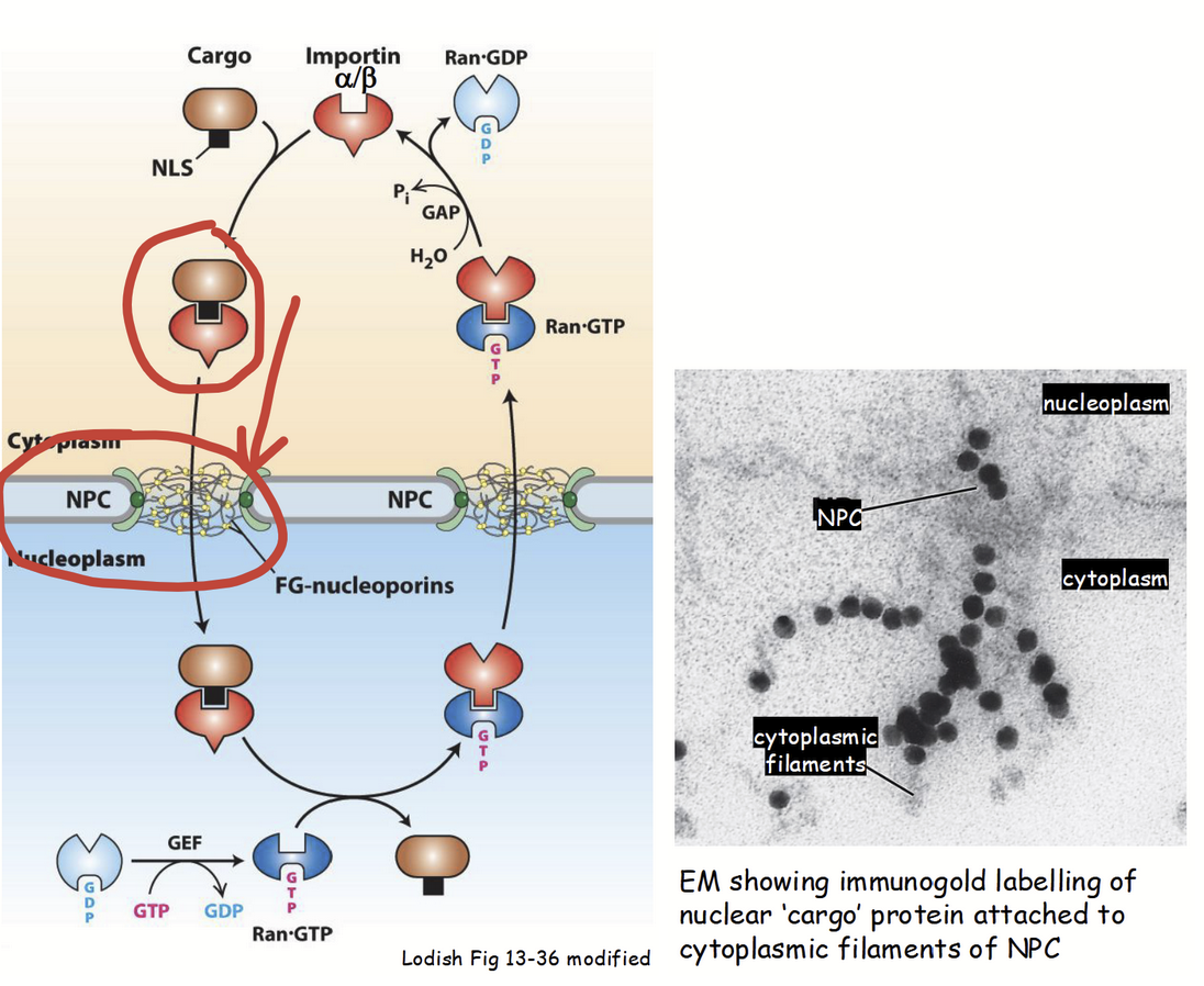 <ul><li><p><strong>“Cargo” protein-importin receptor complex</strong> <u>moves through cytoplasm, towards nucleus</u> (via <strong>importin’s</strong> ability to bind cytoskeleton).</p><ul><li><p>Cytoskeleton elements serves as “highways” for almost all types of intracellular transport (e.g. movement of proteins, RNA, organelles, etc.).</p></li></ul></li><li><p><strong>At the surface of the nucleus…</strong></p><ul><li><p><strong>Importin β </strong>subunit of cargo protin-importin receptor complex <u>binds to cytoplasmic filaments</u> at <strong>NPC</strong>.</p></li></ul></li></ul><p></p>