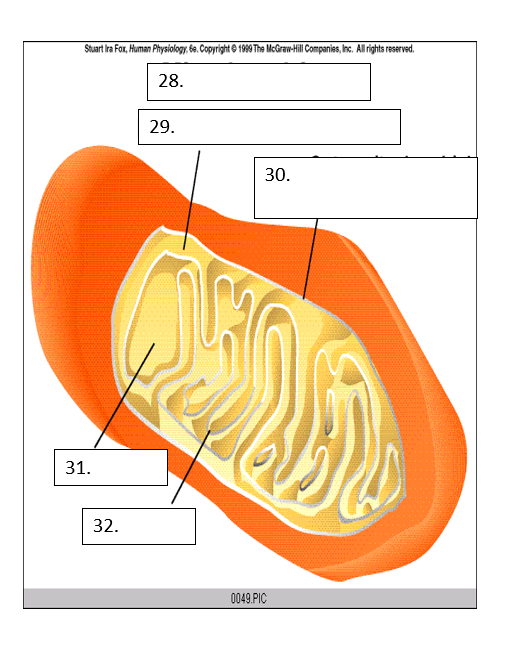 <p>32</p>