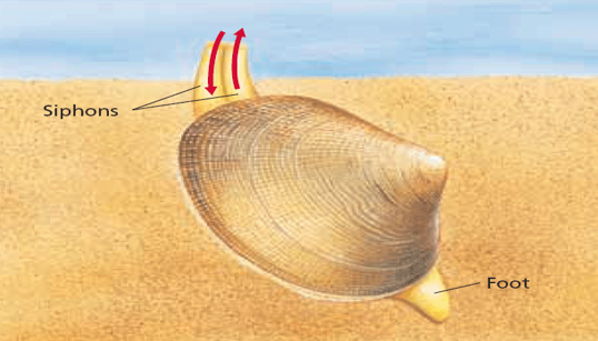 <p>A slow muscular foot that allows for burrowing by its swelling and contracting or anchoring the bivalve</p>